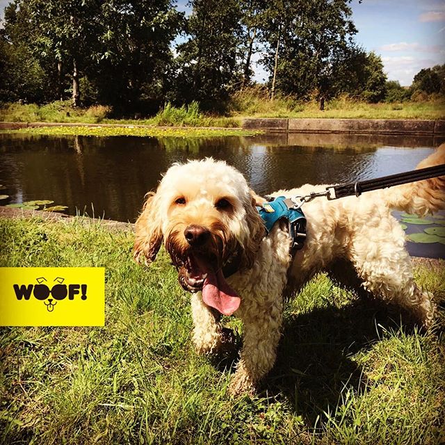 WoofServices's tweet photo. Teddy is having lots of fun with his WOOF! Family #cockerpoo #homeboarding #woofstuff https://t.co/B0WxYCrkKy https://t.co/H5z8OzRLYj
