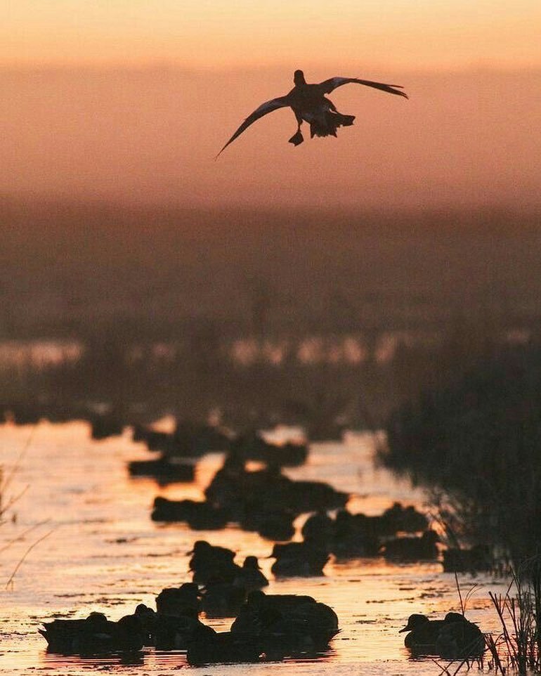 michaelfiggins's tweet photo. 70 days! #quackattack #ducks #h20fwlr #respectthemud https://t.co/hbOXhBwz1R