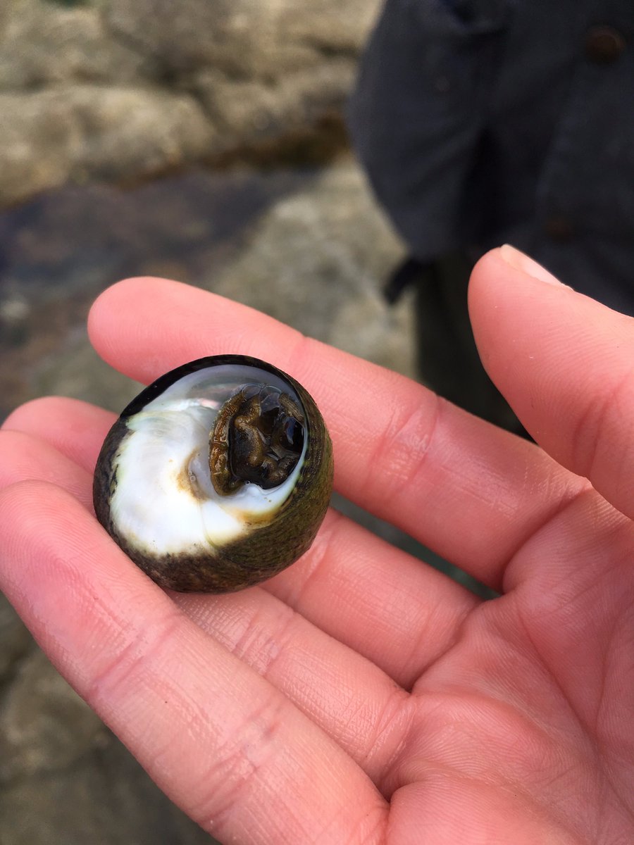 kathrynepack's tweet photo. Warm water species P. lineatus @ Beachy Head #MarClim surveys. Furthest east ever recorded in UK @MarClim_MBA @thembauk @SussexWildlife https://t.co/uzJngL0TWx