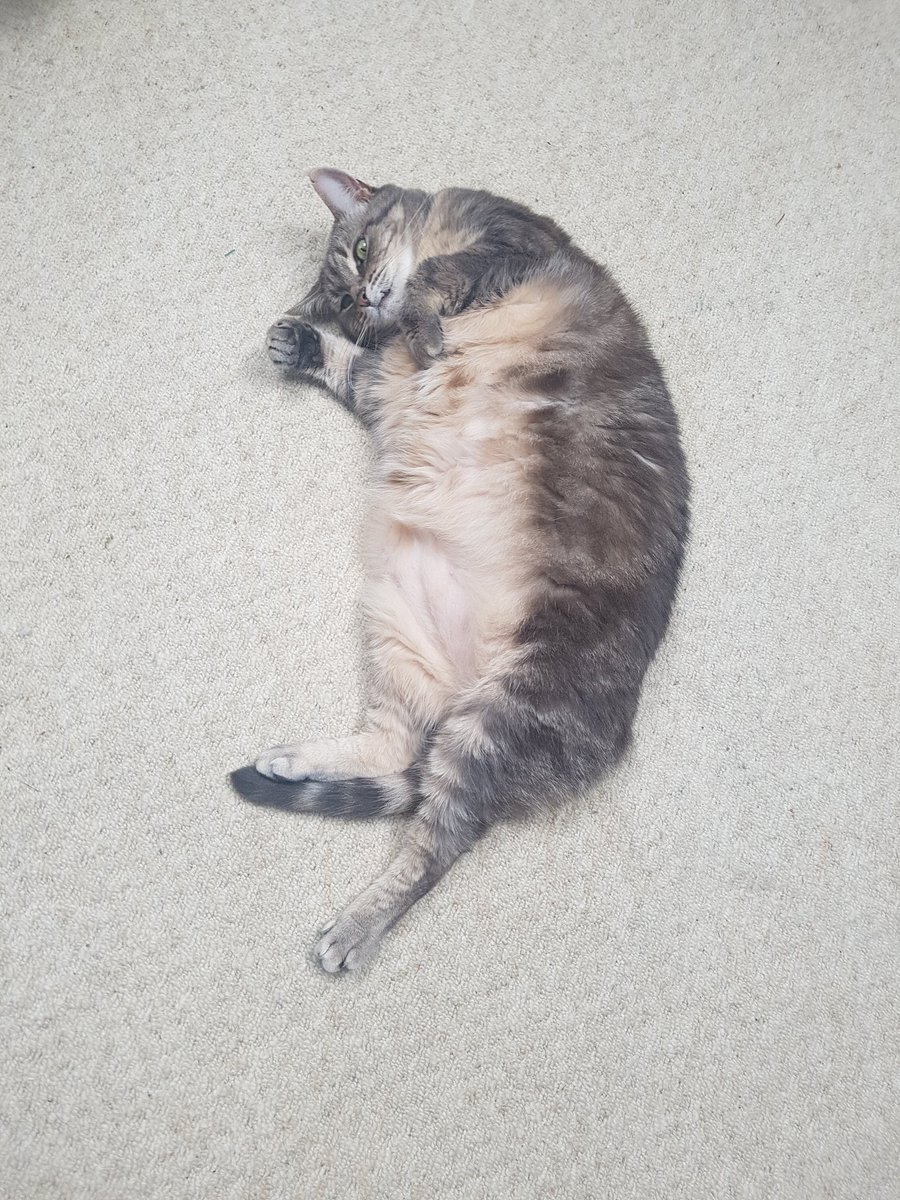 MrsBthefatone's tweet photo. The fat ones doing her best Cornish pasty impression. #CatsOfTwitter #cats #fatcat https://t.co/GKmzFkomU7