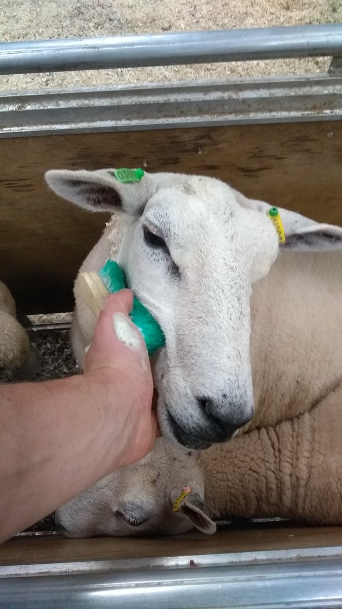 SheepLeepLtd's tweet photo. Rub-a-dub-scrub. Sale prep #sheep365 #Lleyn #HiIndex #Maternal https://t.co/ZDsxjUMFaq