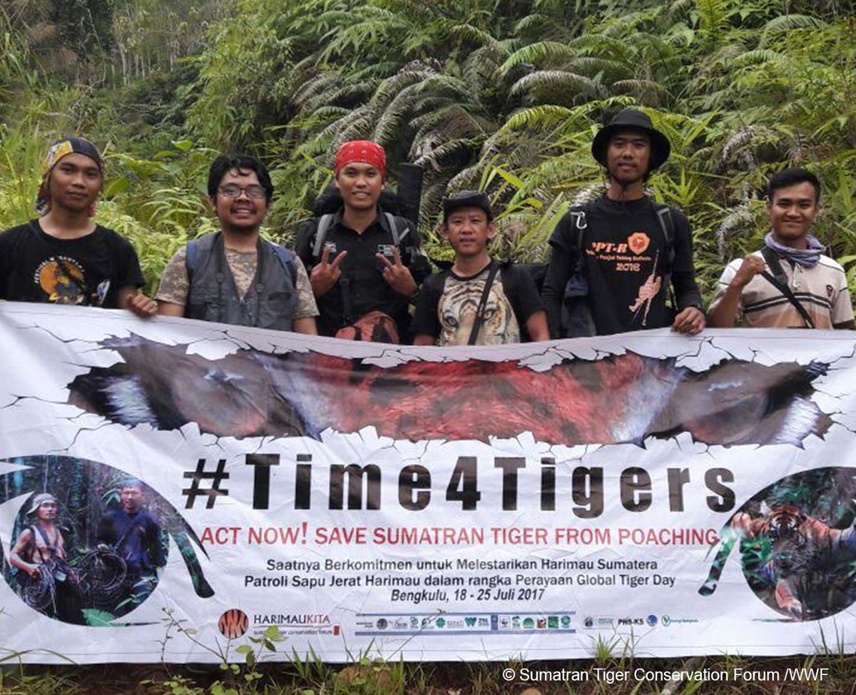 WWF Tigers tweet media