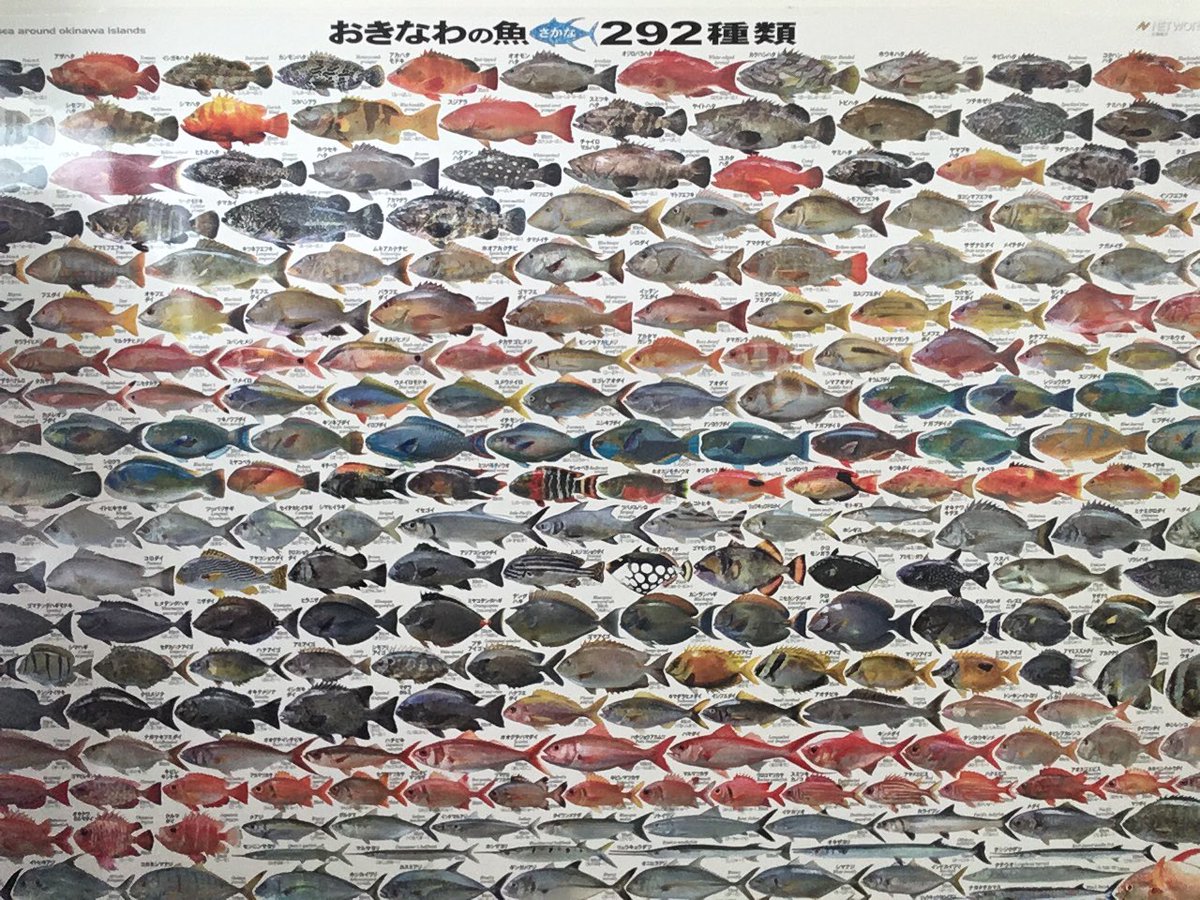 きな猫釣ch 船内に貼られていたポスター 憶えれる気がしない E 釣り テンヤ おきなわの魚292種類 T Co L1etpys8sx Twitter