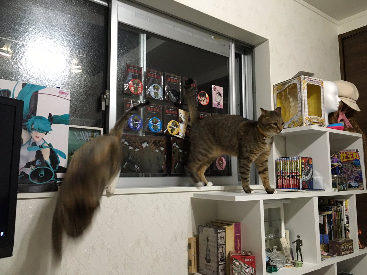 猫好きはアホなので から始まる猫好きあるあるがわかりみの塊すぎる 全部わかりすぎて胸が苦しい Togetter 猫好きはアホなので から始まる猫好きあるあるがわかりみの塊すぎる 全部わかりすぎて胸が苦しい Togetter