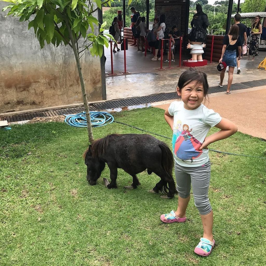 HsuLyndi's tweet photo. Look at this tiny pony! Too cute! https://t.co/NHIr43zyP8