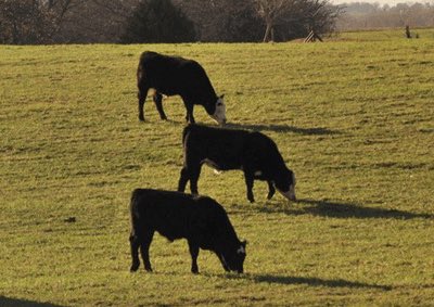 KSUWheat's tweet photo. Learn about small grain forage options for this fall on this @KStateAgron eUpdate:

https://t.co/DUHLIrNQdM

@DougShoup1 
@KansasWheat https://t.co/UMCfjnHQWH