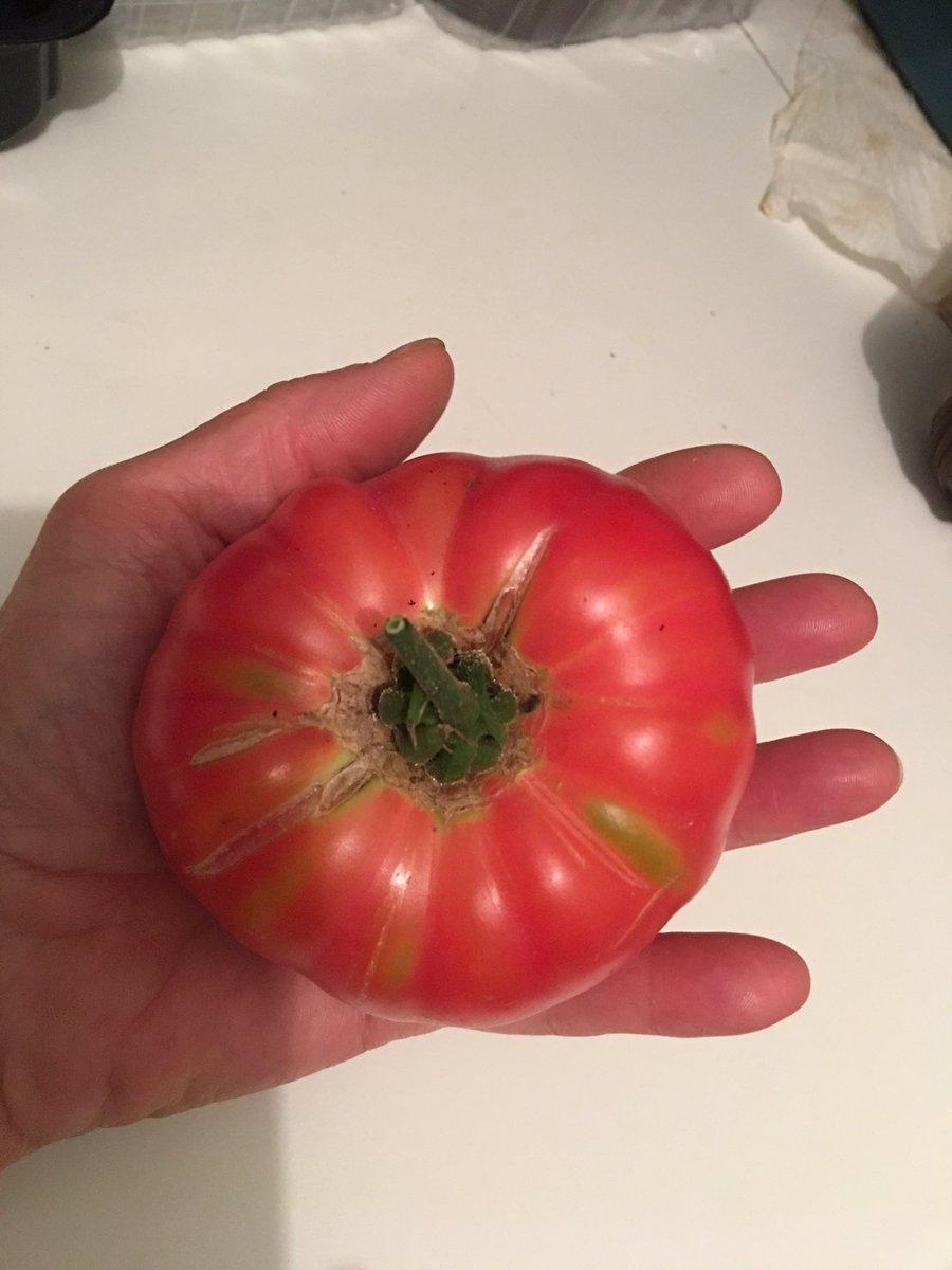 sarfsee's tweet image. 2nd pick of #PinkBrandywine #Tomatoes, both 10 ounces in old money!
A small #Sungold also but have been eating these like sweets for weeks😋😋