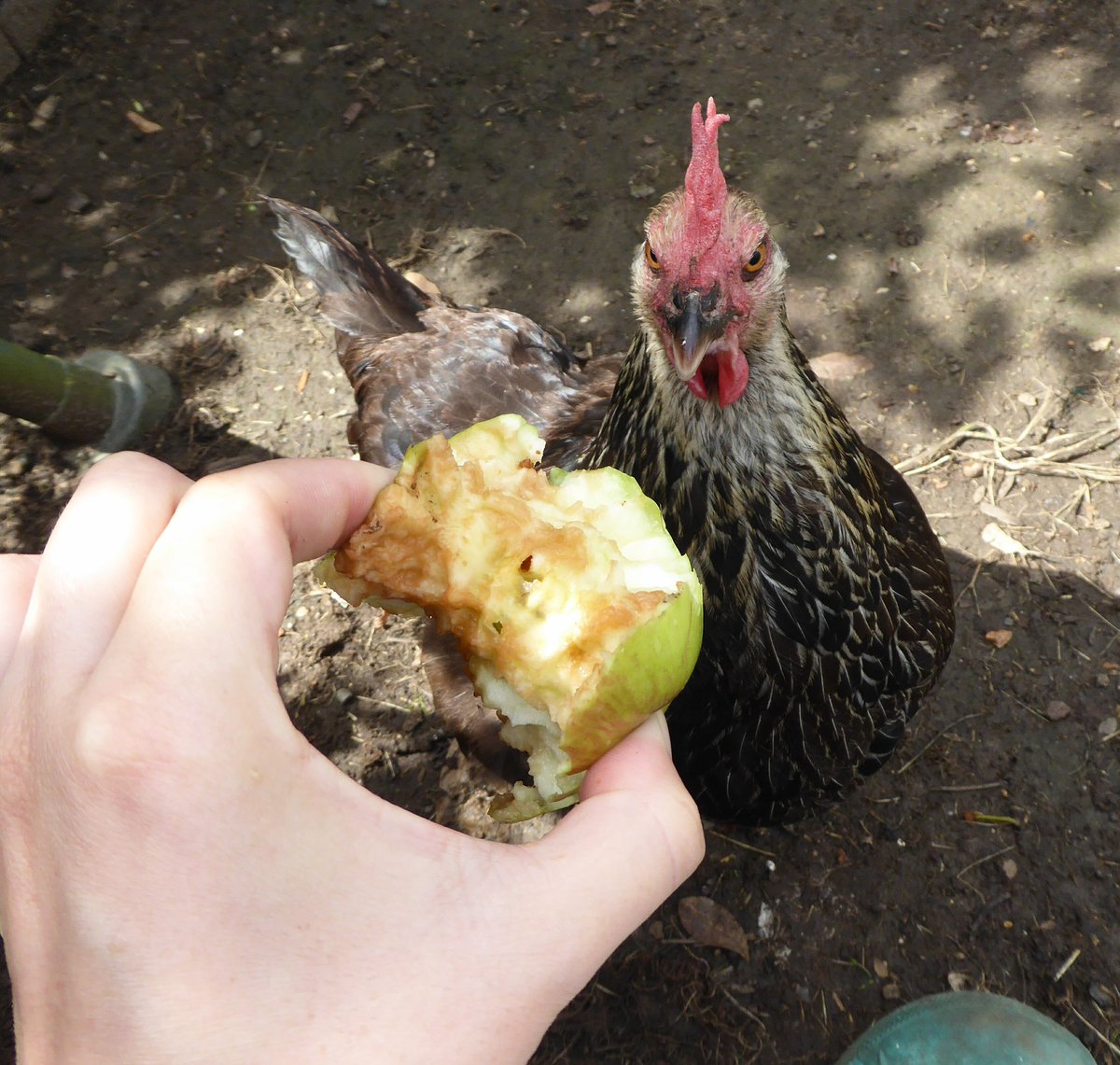 HamiltonsHens's tweet photo. If looks could kill. That apple is getting it! #BatmanTheChicken #SnapChook https://t.co/Jj0NraDl8q
