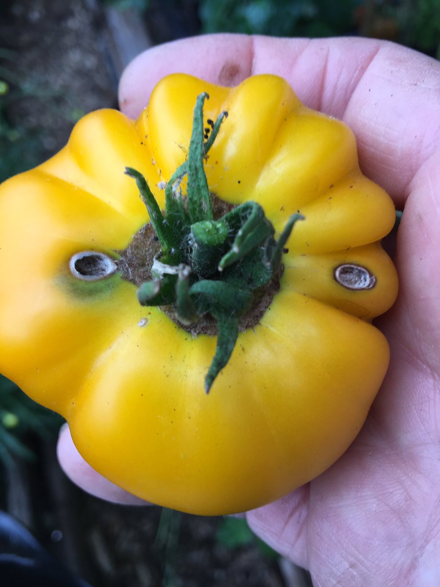 sarfsee's tweet photo. @AllotmentBecs They taste good too, π very few pips, meaty & juicy. I only grow #TastyVeg! #GYO #NoDig
Best are #Azoychka, here's one been nibbled first! https://t.co/kEqdCK8D7c