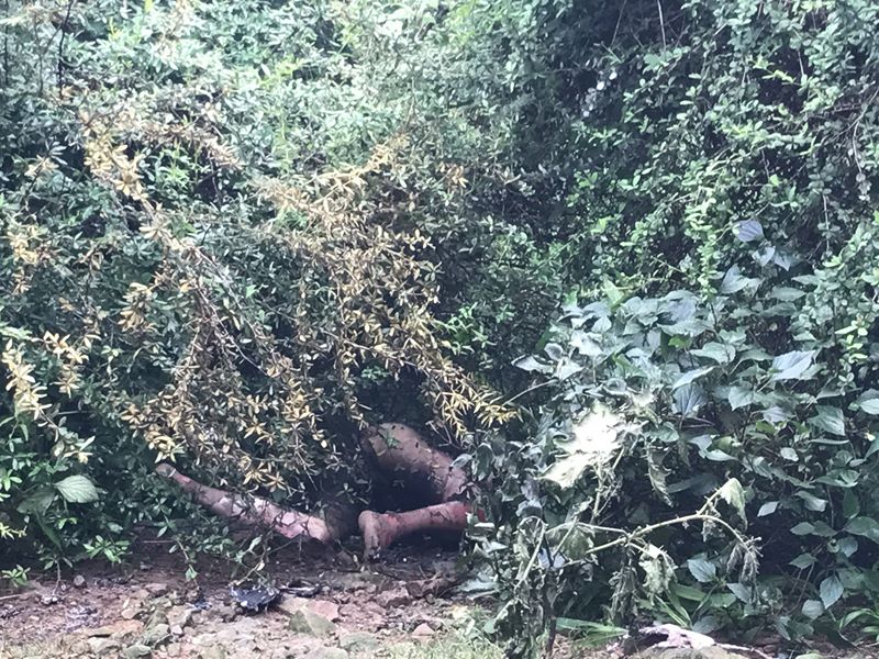 VOT_Tibetan's tweet photo. #vot #Just in: a Tibetan #selfimmolates at #Dharamsala. Eye witness says the incident happened around 3 pm today near #Lhagyalri. https://t.co/bhP6Z1RoBk