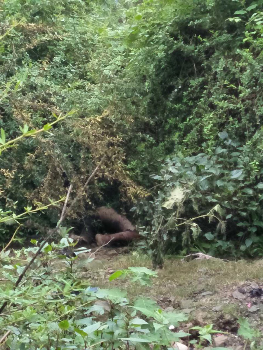 VOT_Tibetan's tweet photo. #vot #Just in: a Tibetan #selfimmolates at #Dharamsala. Eye witness says the incident happened around 3 pm today near #Lhagyalri. https://t.co/bhP6Z1RoBk