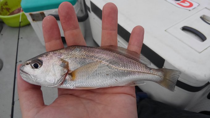 シログチの特徴 見分け方 写真から探せる魚図鑑