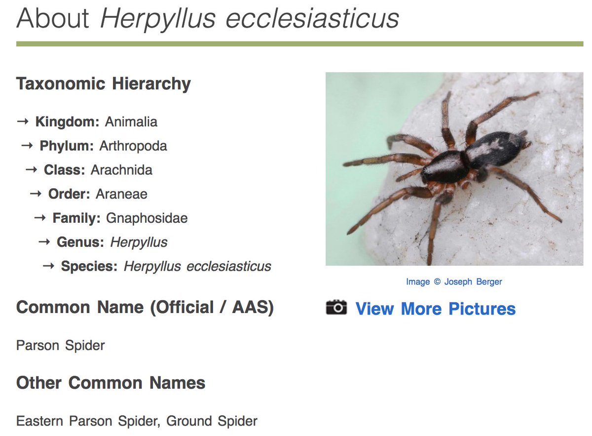 mrhornerphysics's tweet photo. I found my spider!  It's a "Parson Spider"! #GoogleHelps #SpiderIdentification #InternetSearch https://t.co/HE0BkRgIQI