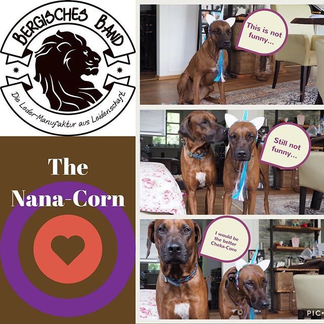 Living with the Pack- “The” Nana-Corn 🦄 It’s our lady...you can see that she is not too amused   #unicorn : @bergisches_band