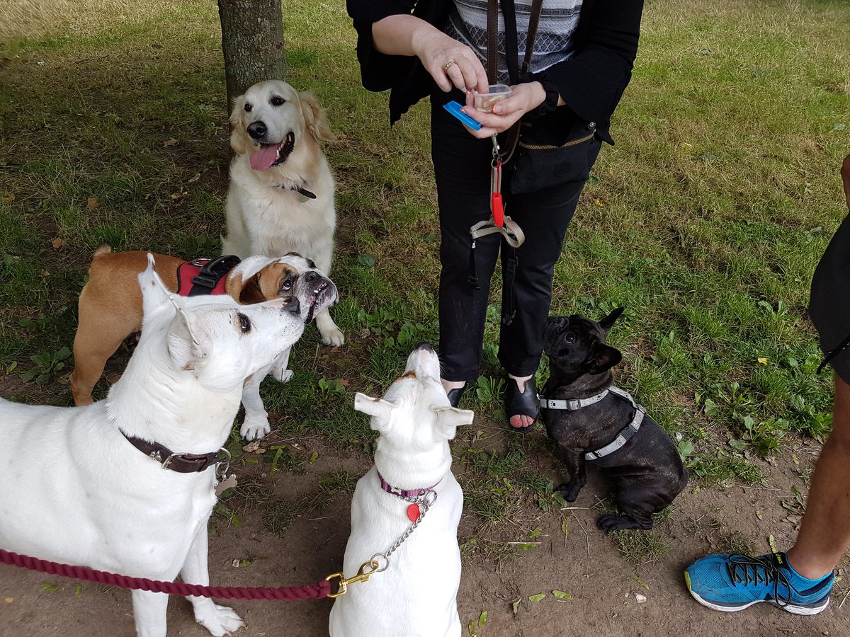 SovietWomble's tweet photo. When the nice lady in the park has treats! https://t.co/4vt8a45Cbt