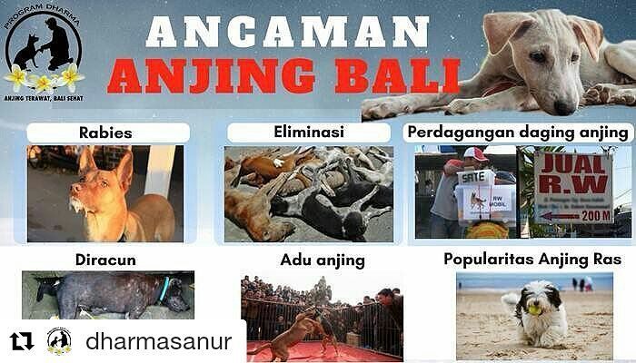 From @dharmasanur ・・・
HAL APAKAH YANG MENURUT ANDA MENGANCAM KEBERADAAN ANJING BALI SAAT INI? Ceritakan di kolom k… bit.ly/2v93w2v