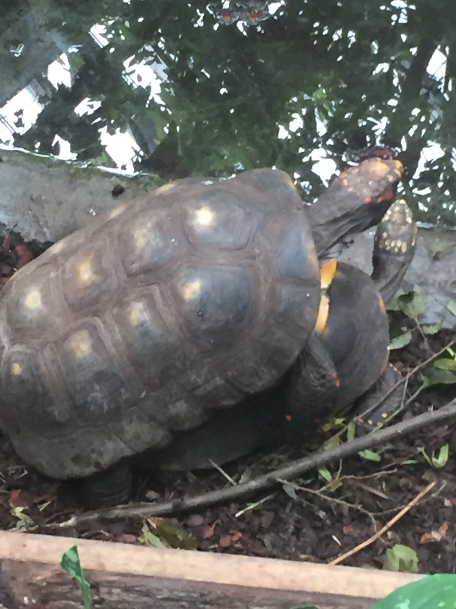 KasperBKDK's tweet photo. Happiness i #zoo 😳 #Nofilter #turtlesex #enpåskjoldet https://t.co/tHx2LkzTkd