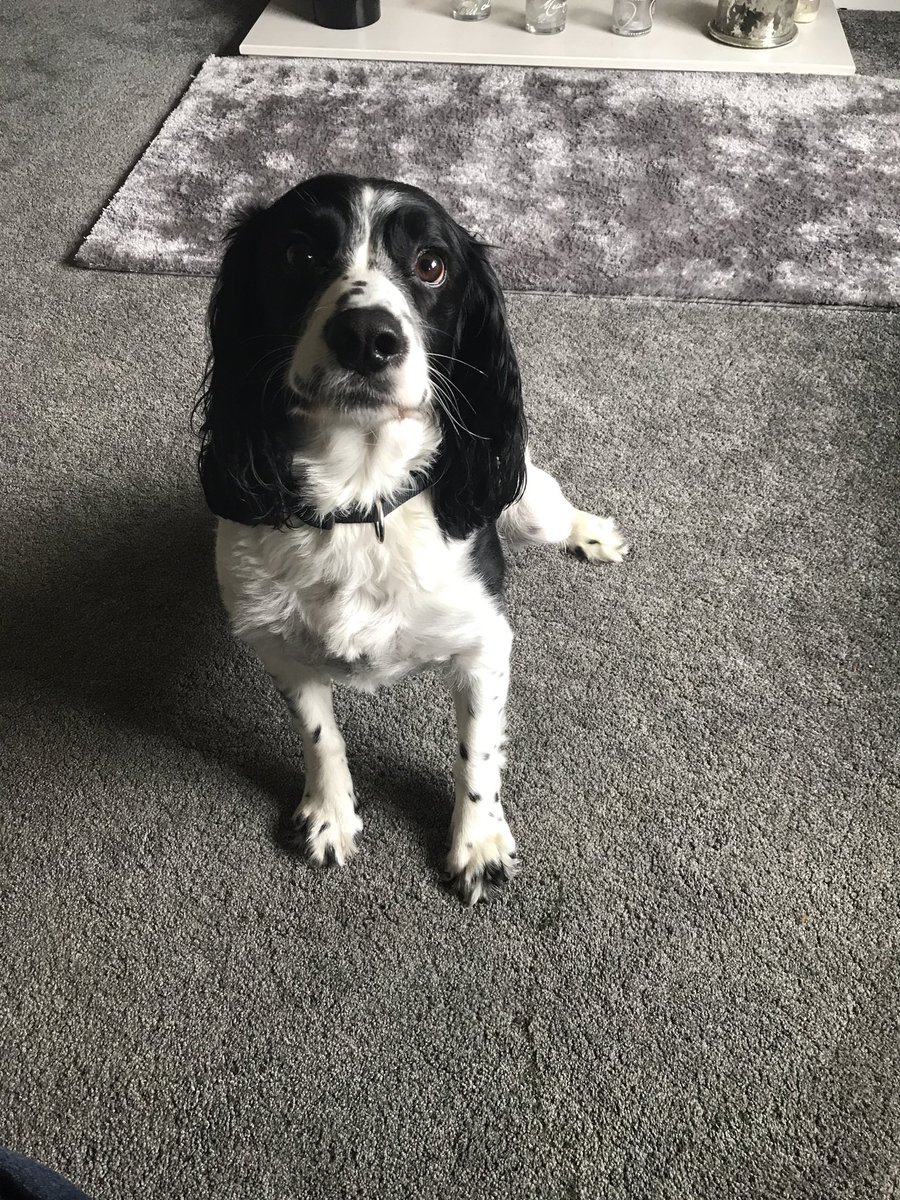 BooksWolf's tweet photo. Aim for today, read 1hr in ten different locations. Hour 1 - Mums house with the doggo for an easy start. @BBibliothon https://t.co/8oYDCA7O9b