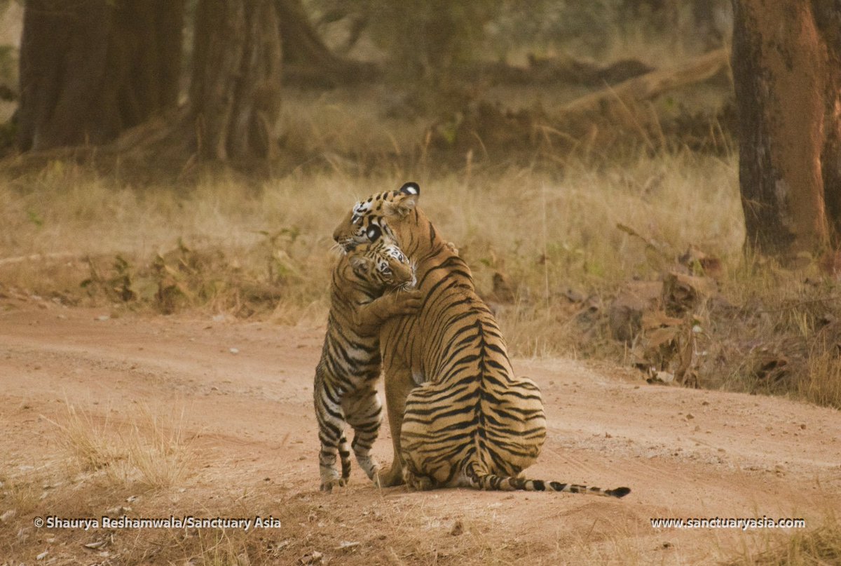 Sanctuary Asia tweet media