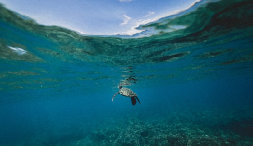 PaiSkincare's tweet photo. Good news for our oceans! The UK government has agreed to #BanTheBead from 2018 https://t.co/E7a9G0kuxr 🌊  🐠 https://t.co/i6KTe0kRVJ