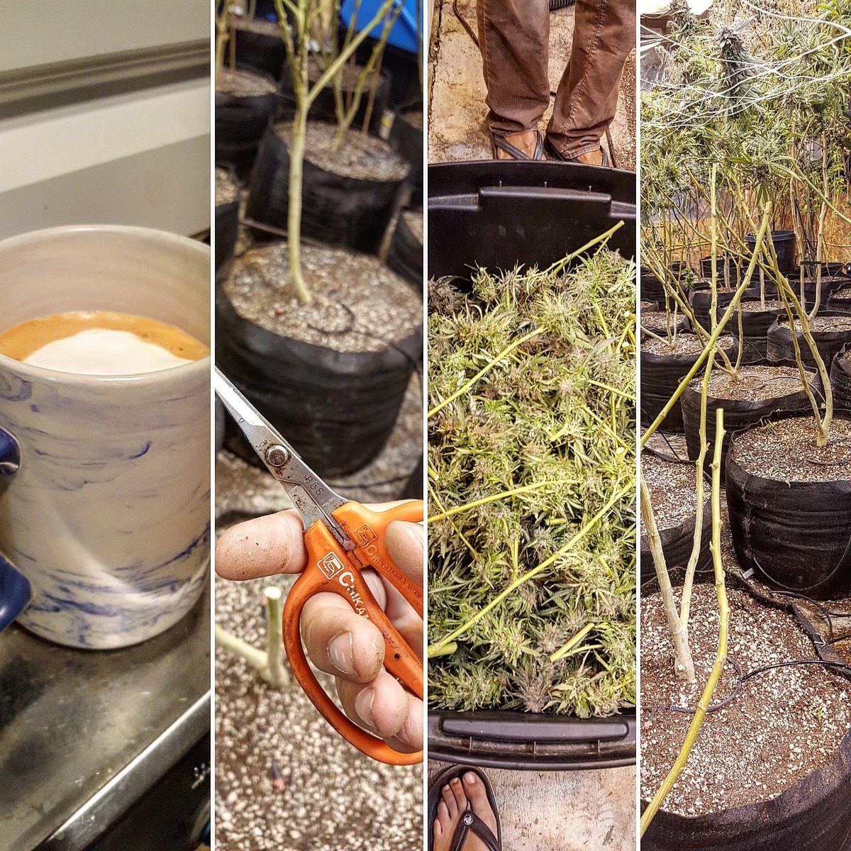 winkingdogllc's tweet photo. #coffee ✔
#scissors ✔
#harvest ✔
☕✂️🌱
#loveyourbuds #indoorgardening #ommp #mmj #southernoregon #cannabis #nectarfam #slf100 #dualarcbulbs https://t.co/FT33kyU2d3