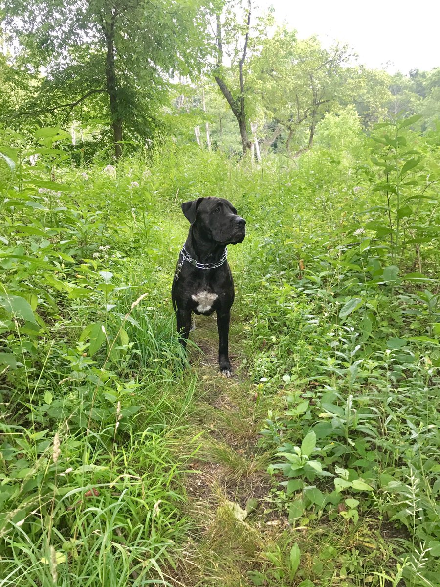 TrailMutts's tweet photo. Weekend adventures
📷 @riisandthebeasts
#trailmuttoftheday #pibblemix #rescuedog #trailmutt https://t.co/2l5rMIv2Ph