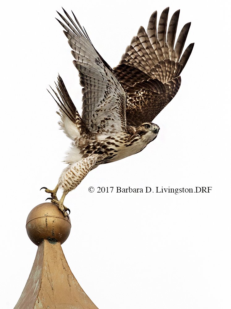 Taking flight, Saratoga roof this morning.