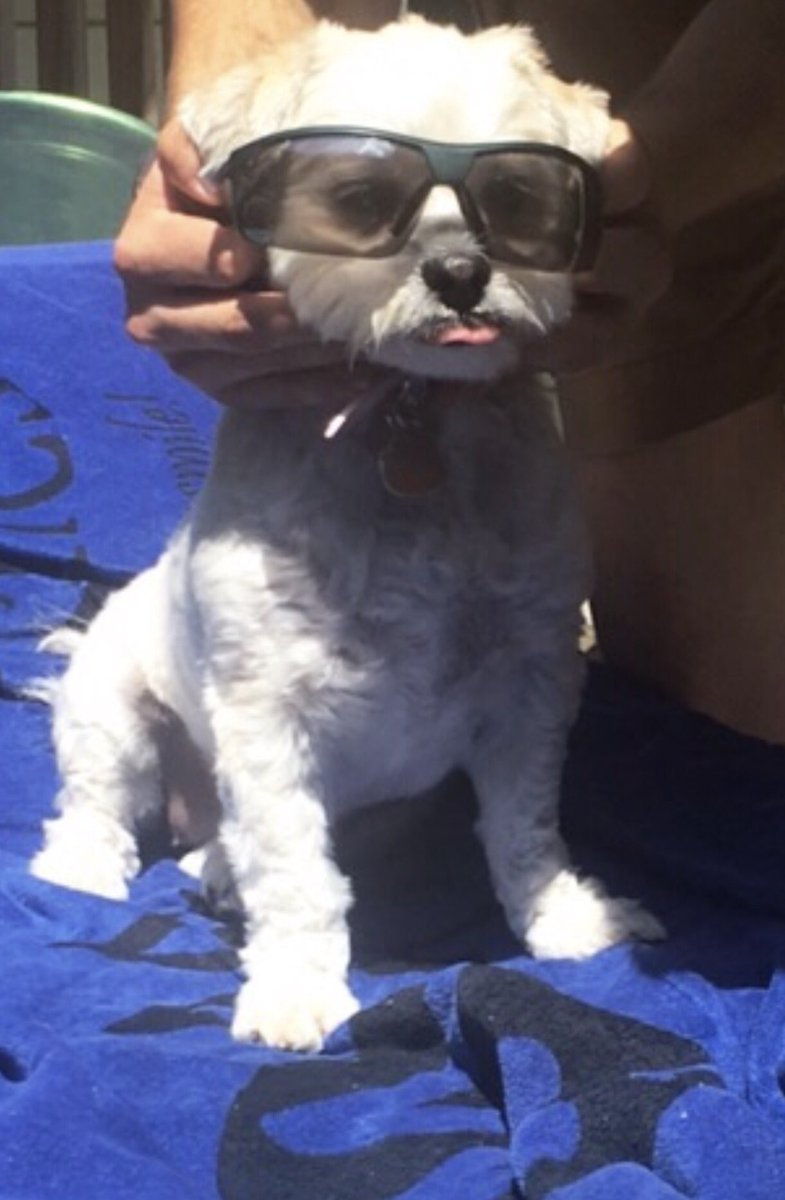 Stellybelle's tweet photo. Ha ha neighbor dogs....this is my life and not yours! 🐶🐶🐶#pampered #dog #diva https://t.co/Ji4KaxxWKA