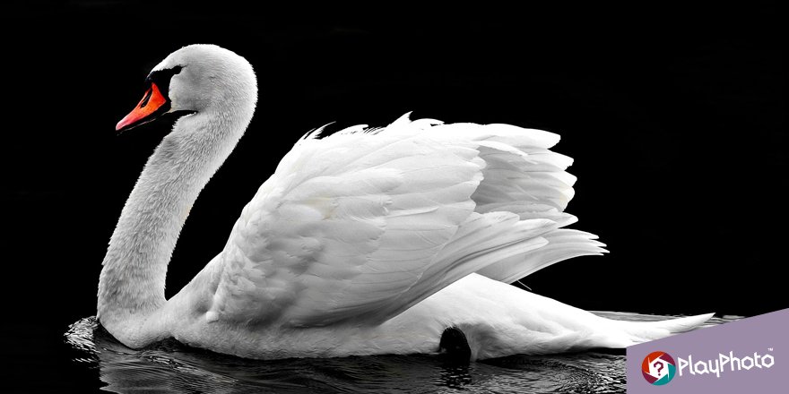 PlayPhotogame's tweet photo. #DidYouKnow that swans can fly as fast as 60 miles per hour? https://t.co/S8fKdZZste https://t.co/yAClwkycm0