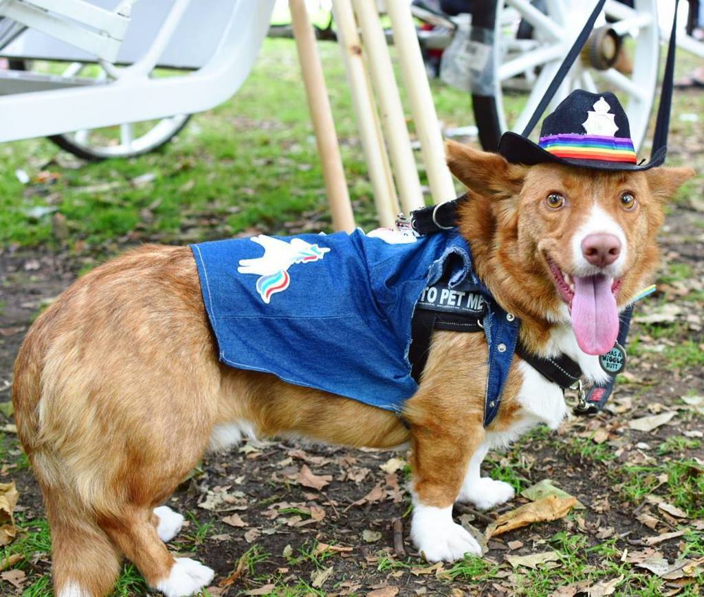 dilbertthecorgi's tweet photo. Norwich Pride was fabulous!!! 🏳️🌈🏳️🌈🏳️🌈 #NoBallsNoProblem #loveislove https://t.co/5QS6rhZMOs https://t.co/0oWUtKhOEy