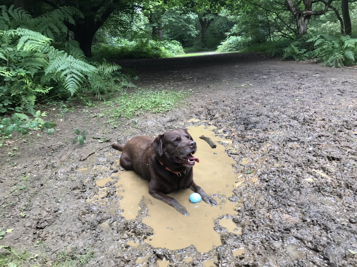 Obi_Obs's tweet photo. @Treacle_Vizsla @sidneychoccy @baggiekev64 @stephyhulf @Amadeusivan @BonnieBT13 @olive_blacklab @Yellowonetsy @ChampionWebb @AlmatheVizsla @ChappyCat1 @freddiethelab and furpals @Dougal_the_Lab resumed normal weekend activity #mudwallow #woods https://t.co/yV792jou24
