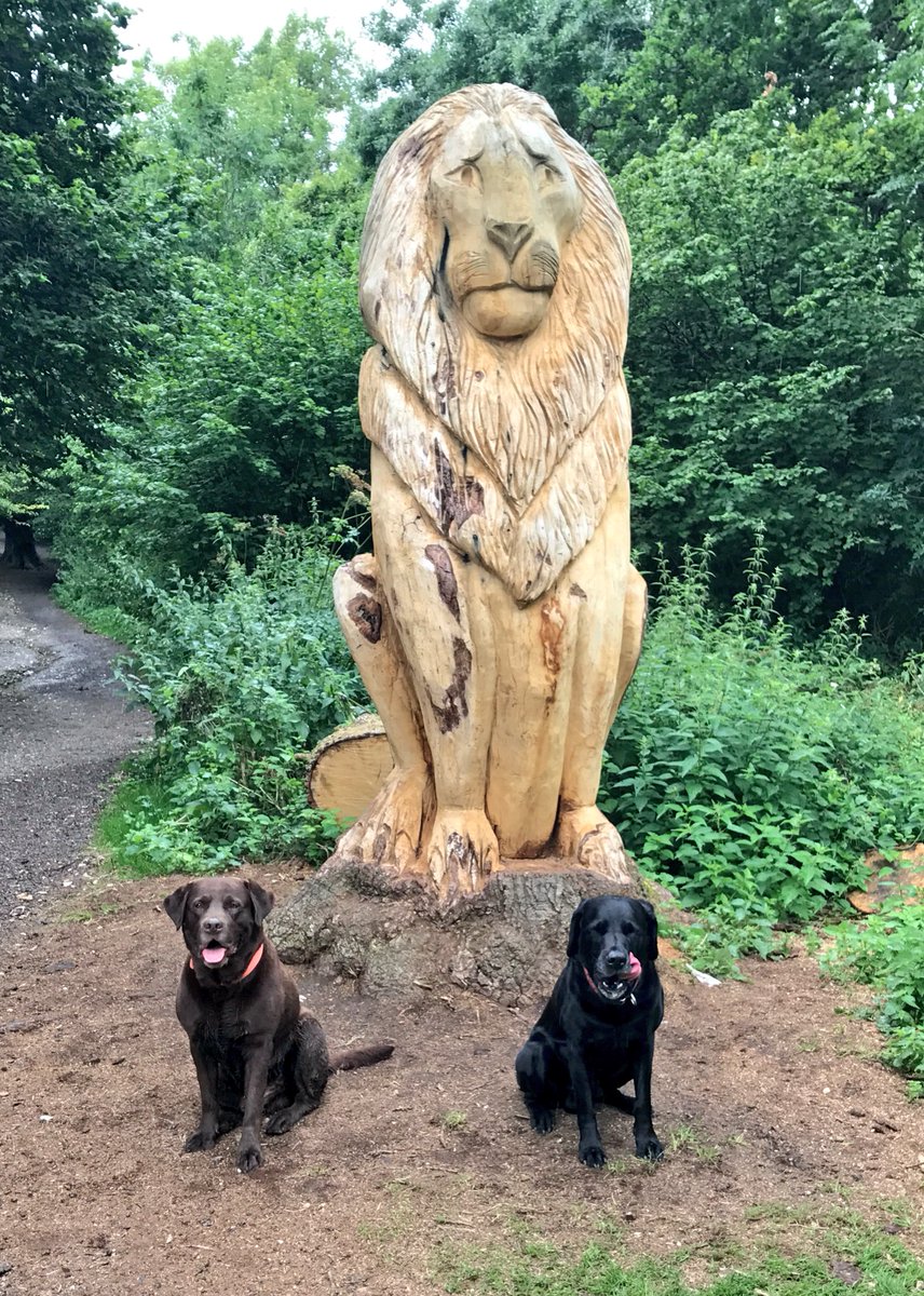 Obi_Obs's tweet photo. @Treacle_Vizsla @sidneychoccy @baggiekev64 @stephyhulf @Amadeusivan @BonnieBT13 @olive_blacklab @Yellowonetsy @ChampionWebb @AlmatheVizsla @ChappyCat1 @freddiethelab and furpals @Dougal_the_Lab resumed normal weekend activity #mudwallow #woods https://t.co/yV792jou24