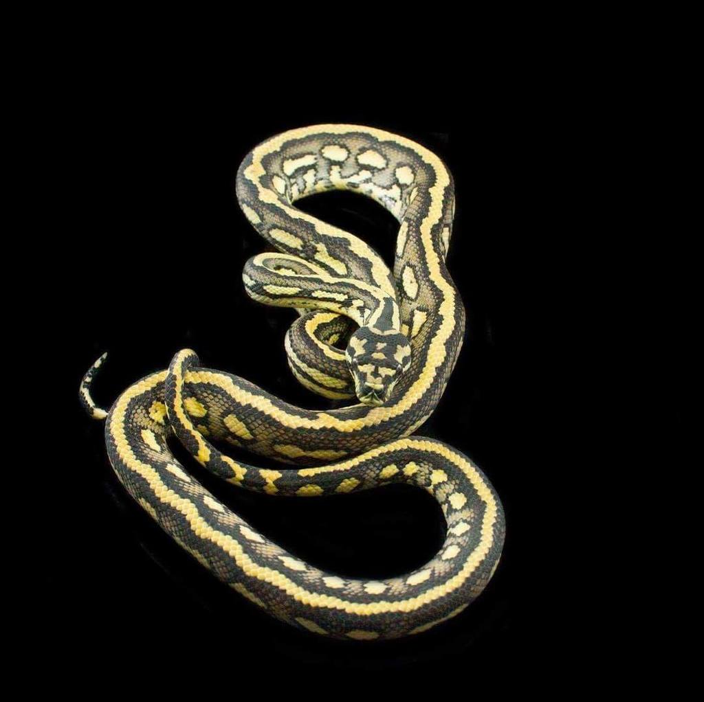 Moreliapython's tweet image. Tiger het albino. Can't wait to produce a Len albino tiger.#carpetpython #carpetpythonmorph #tigercarpetpython #al… ift.tt/2w8Vcg3