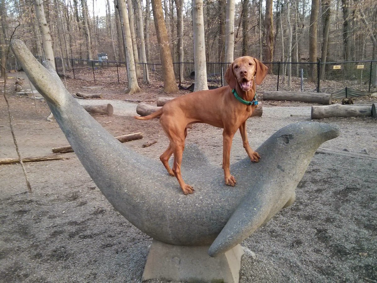 kooper's tweet photo. vote for KOOPER THE ADVENTURER! 10 times per browser until 11am.

https://t.co/Ndi2vJ2mxX https://t.co/HXwRlhKILR