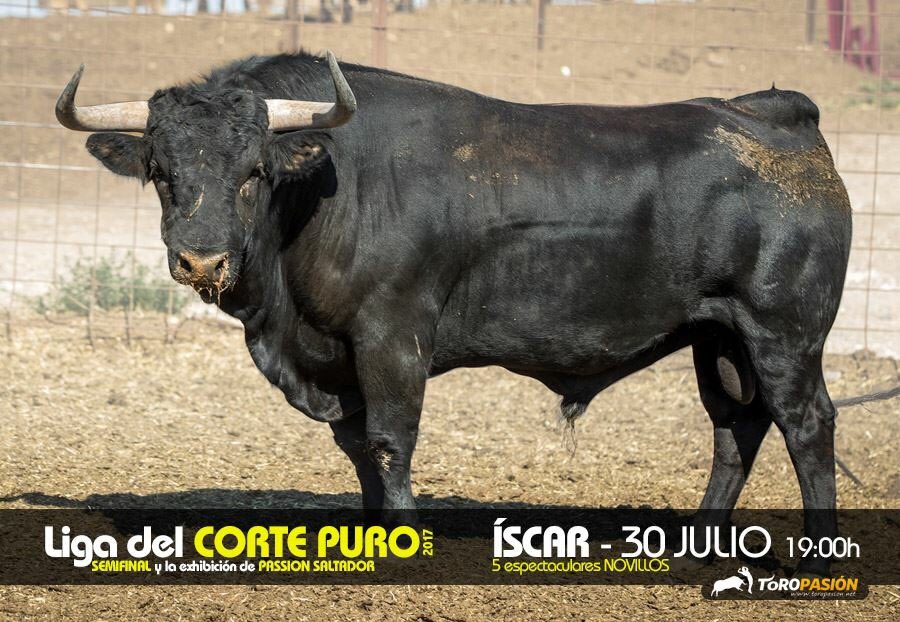 toropasion's tweet photo. Nuestro patrocinador @nortecastilla de la Liga del Corte Puro apoyando siempre esta competición. Mañana gran semifinal
⏱ 19:00
📌 ÍSCAR https://t.co/PkrspiSzWM