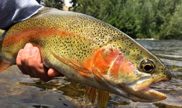SumCoSports's tweet photo. Where to fish and what flys to cast this weekend in Colorado #flyfishing #riverlife https://t.co/yIjxSFLZI3 https://t.co/2wC58gynTZ