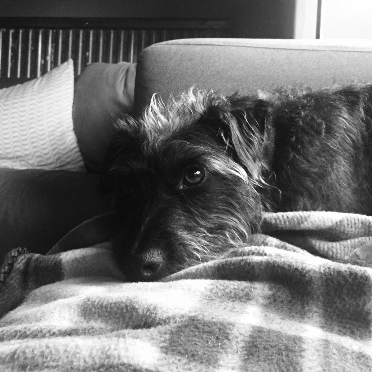 dogfriendlymcr's tweet photo. @HomeSweetHomeNQ I need cake. Are you #DogFriendlyMcr ? 👣🐾❤️ https://t.co/qa6eVKmYLc