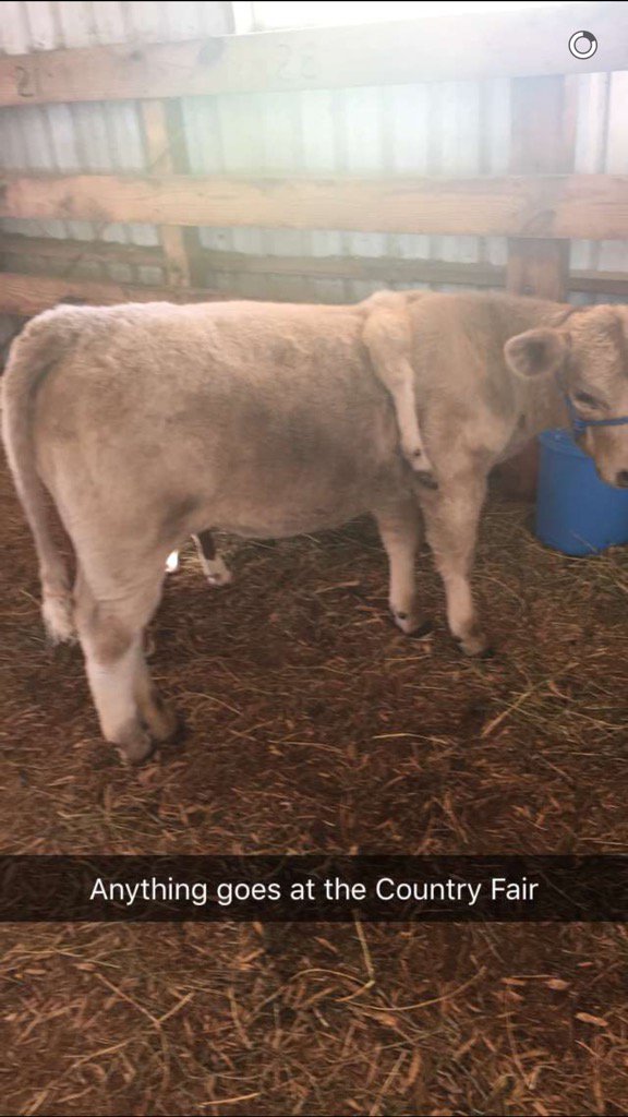 jbradleyhook's tweet photo. #countyfairsnaps ... https://t.co/lrLSjVGIGV