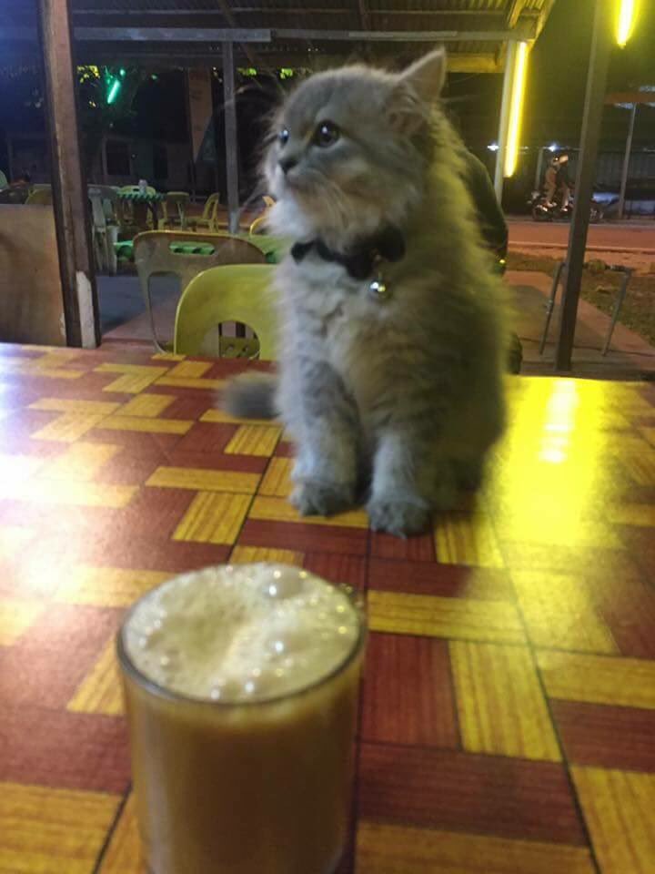 zulhafiizh's tweet photo. Payah lah bawak awek tengah on diet ni, air ada susu/gula tak nak, nak air kosong je 😹 https://t.co/vA06v4H3e8