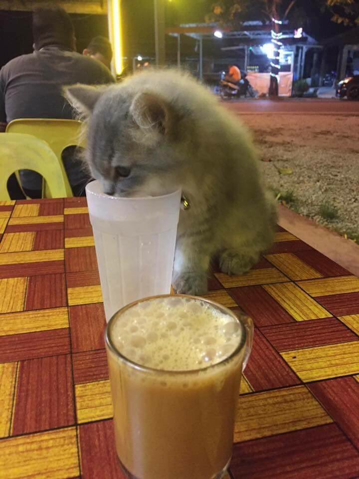 zulhafiizh's tweet photo. Payah lah bawak awek tengah on diet ni, air ada susu/gula tak nak, nak air kosong je 😹 https://t.co/vA06v4H3e8