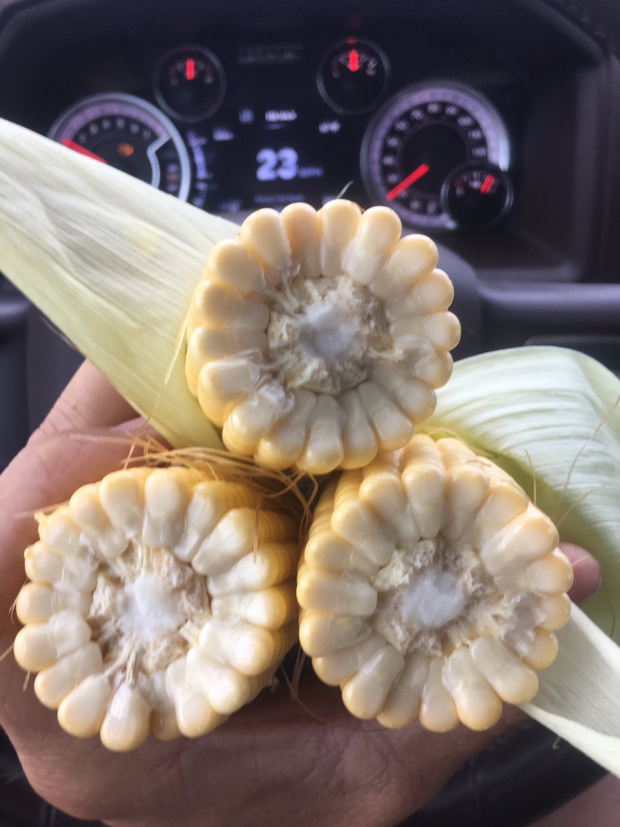 TheisAg's tweet photo. @PioneerNebr dialed back seeding rate on P1311AM looking good under this Fillmore Co pivot #earflex https://t.co/NRNDF9PnLc