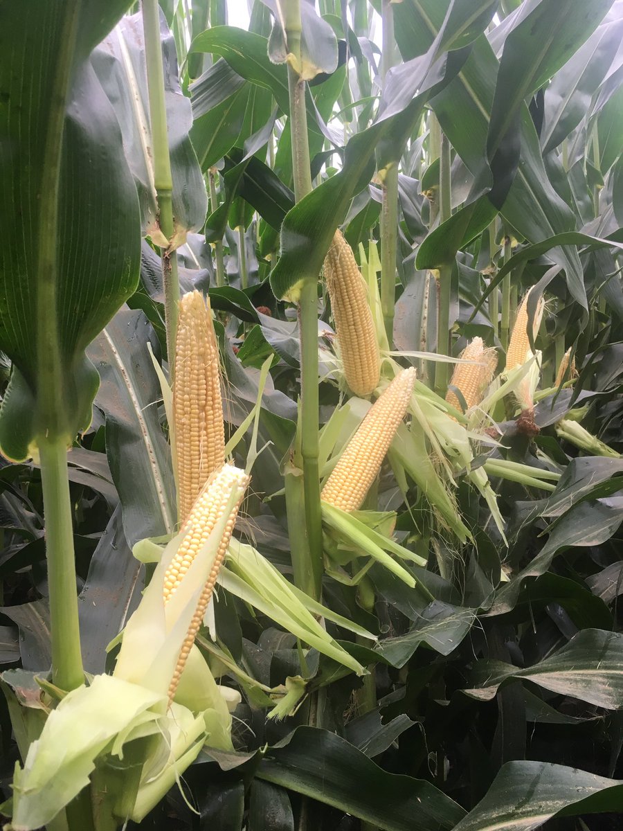 TheisAg's tweet photo. @PioneerNebr dialed back seeding rate on P1311AM looking good under this Fillmore Co pivot #earflex https://t.co/NRNDF9PnLc