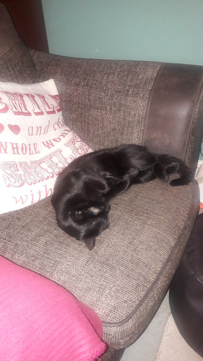 NicsLFC69's tweet photo. Think my house guest settled well! #Louis #nowitstimetogohome ๐ฑ https://t.co/cStLDSUsMt