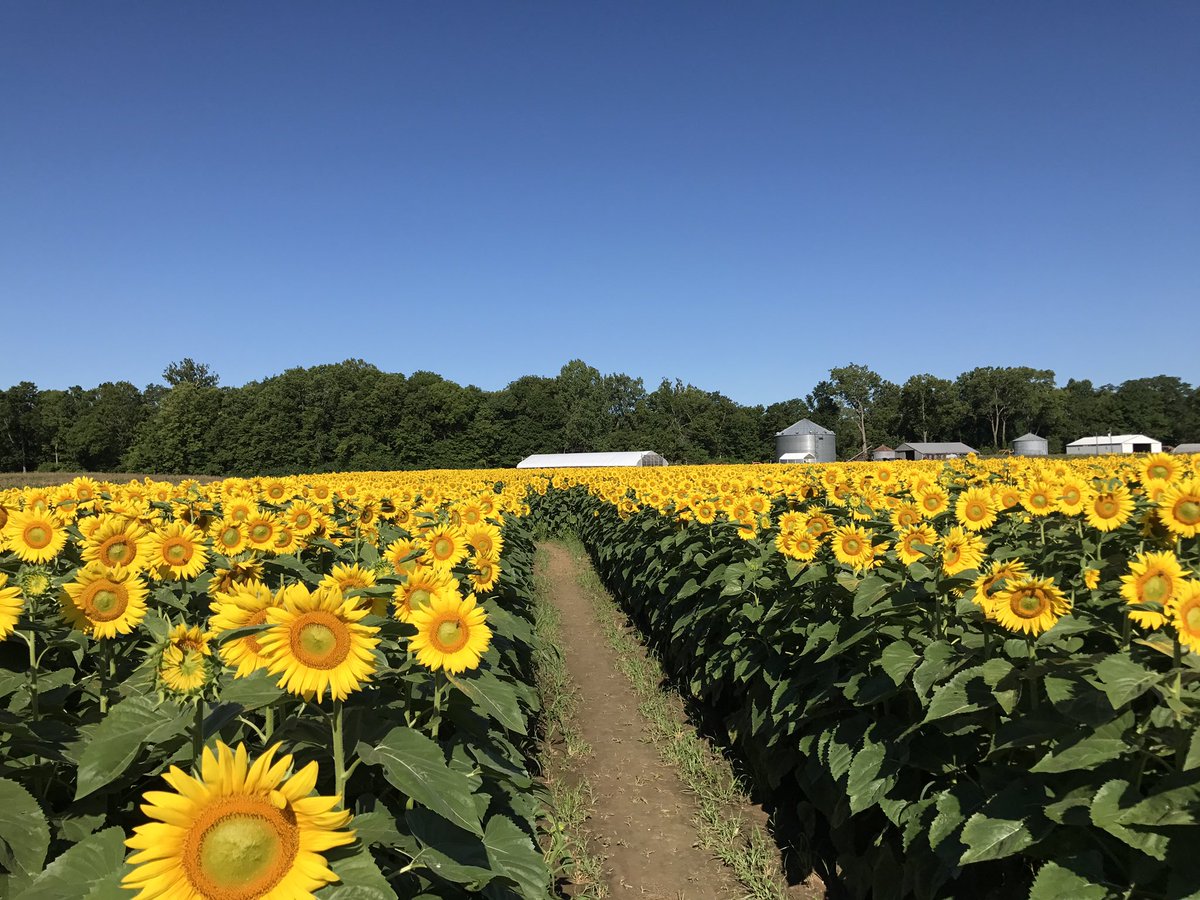 L A Family Farms On Twitter It S A Beautiful Day Here At Lafamilyfarms Be Sure To Come Enjoy The Sunflowermaze Before The Blooms Fade This Will Be The Last Weekend Https T Co Tlqsshph93