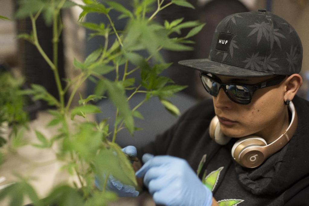 ewwty's tweet photo. #Marijuana industry projected to create more jobs than manufacturing by 2020 https://t.co/H6yxmXU8TM via @Forbes https://t.co/QSw9Dvm7fO