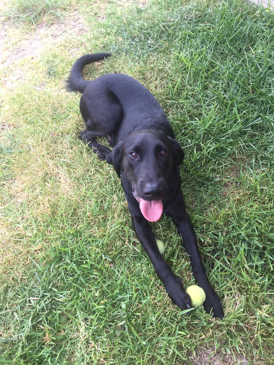 Coreyt8er's tweet photo. Who's dog is like mine? He doesn't play with the ball. He just freaking shreds it to pieces. #Scarlord #Doglife #Labradoor #Bloodhound https://t.co/W42cGVHJLk