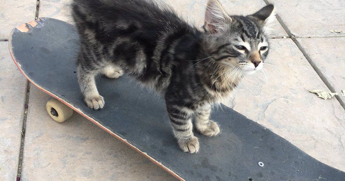 CEStrother6776's tweet photo. Skateboarding kitten is the coolest cat on the block
https://t.co/QctfSEE7v8 https://t.co/BGIYno0tY7