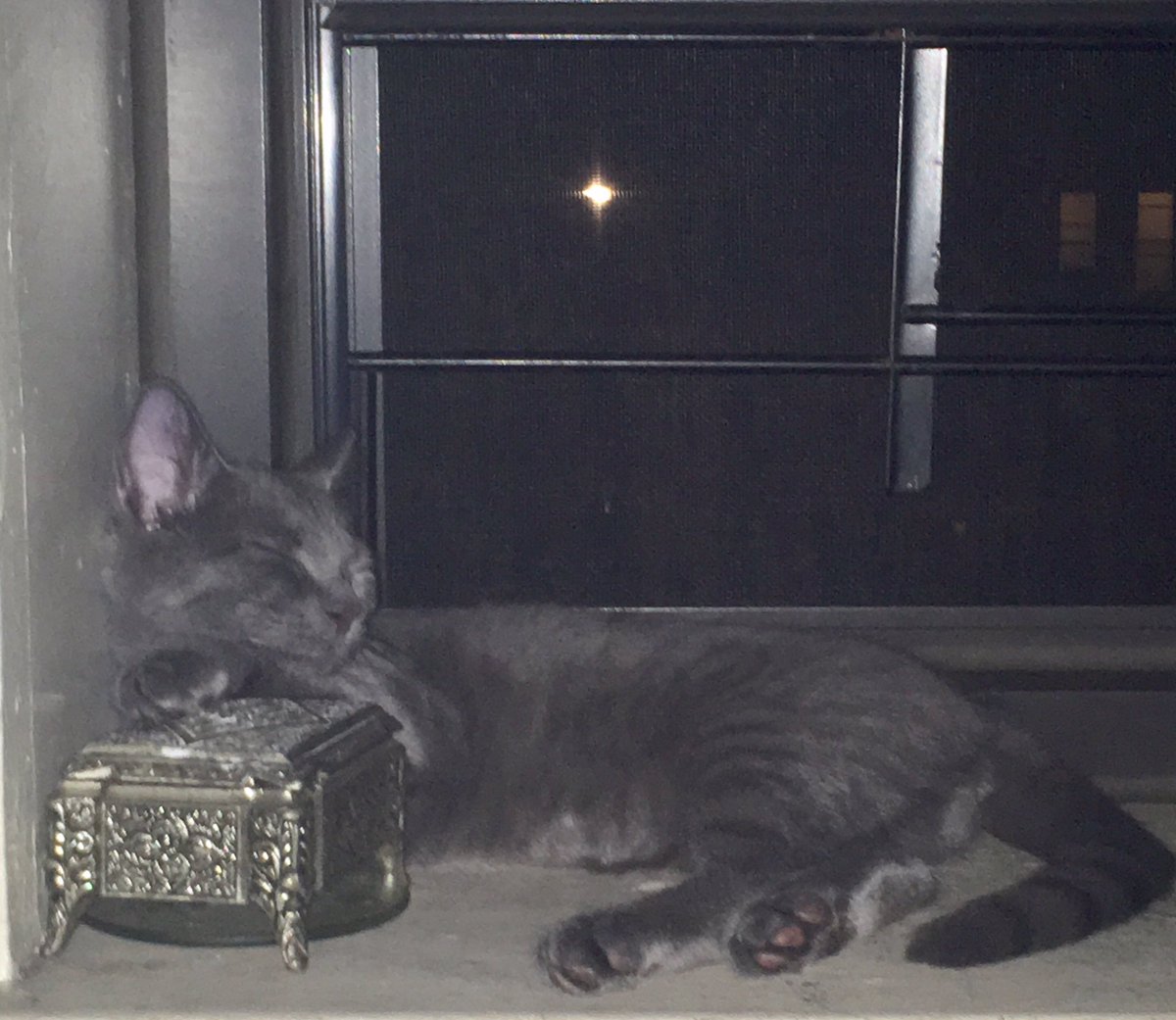 QuietStorm4411's tweet photo. @AmyFreeze7 Thunder resting under the stars ✨ https://t.co/Kw4Yv71tRl