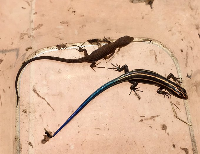 カナヘビのtwitterイラスト検索結果 古い順