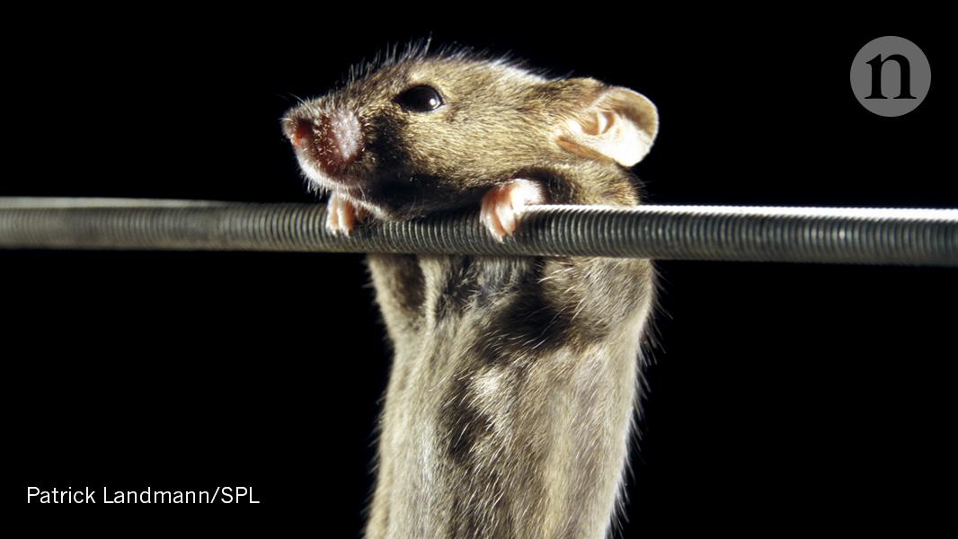 Nature's tweet photo. Breakthrough in aging research as stem cells in the hypothalamus shown to have slowed aging in mice: https://t.co/YZv4JtJOEB https://t.co/ZVXeCGnMRU